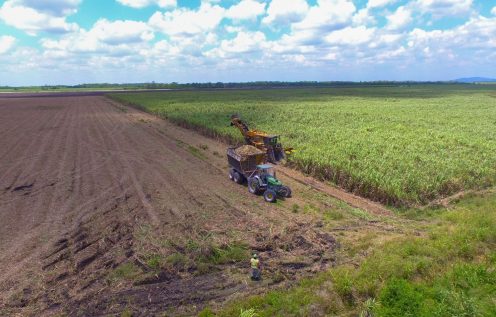 Tractor in cane field harvest sugarcane