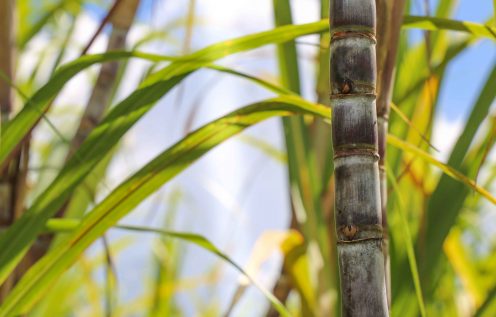 Sticks of cane sugar