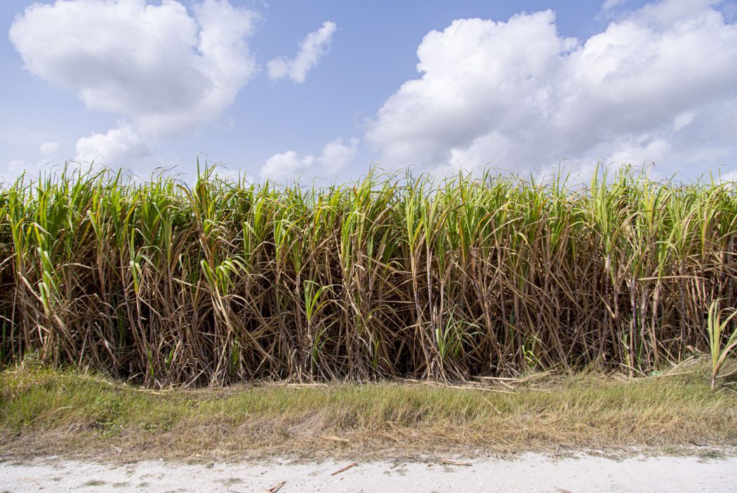 Sugarcane plant
