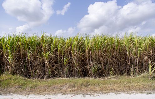 Sugarcane plant