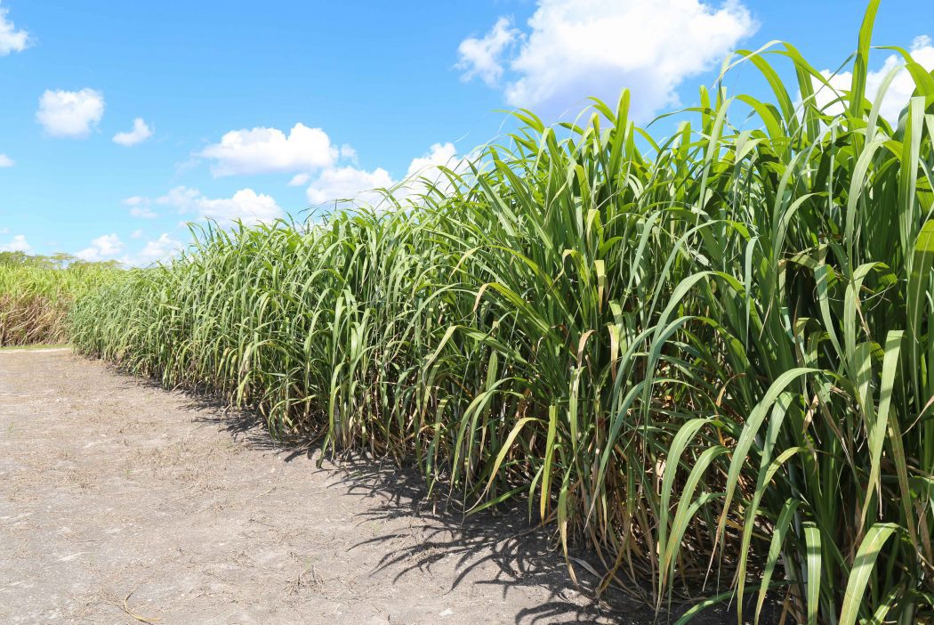 Sugarcane fields