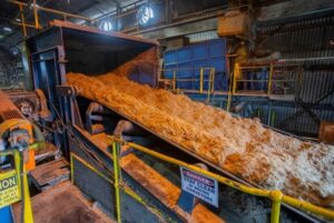 Bagasse fibre on a conveyor belt in a sugar mill