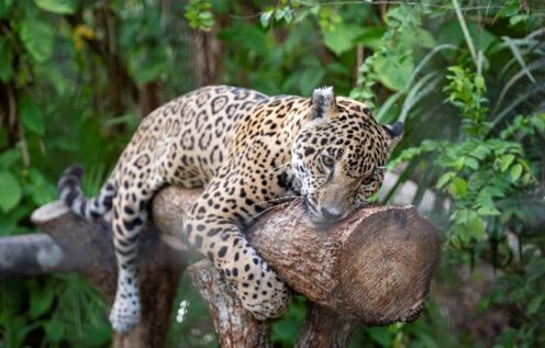 Jaguar on a tree