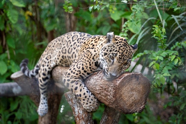 Jaguar on a tree
