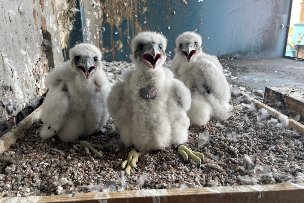 Three peregrine falcon chicks in a nest
