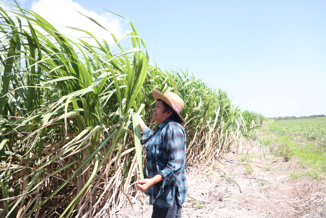 Woman stands next to tall suagrcane