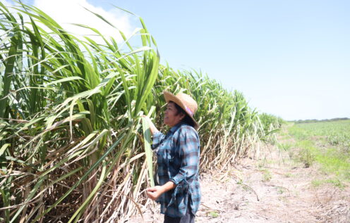 Woman stands next to tall suagrcane