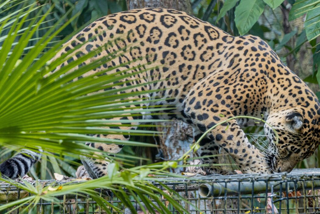 Jaguar in a zoo climbing on cage
