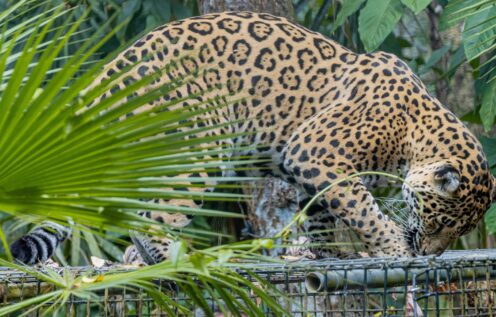 Jaguar in a zoo climbing on cage