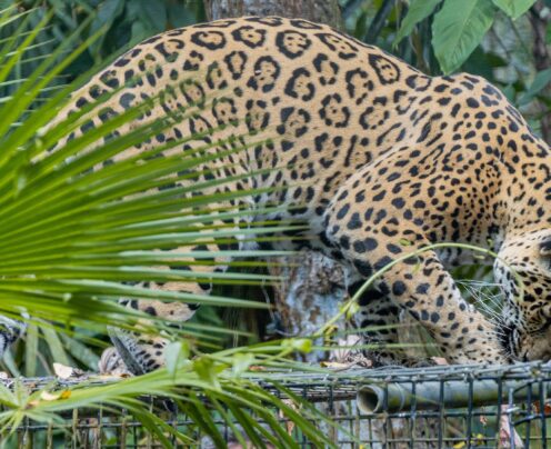 Jaguar in a zoo climbing on cage