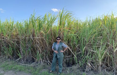 A women in sunglasses stands in front of sugar cane
