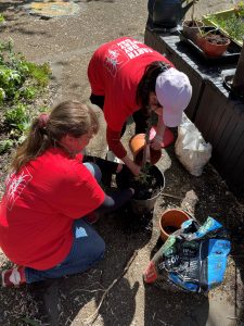 Two women plant an olive tree in a large pot. They are wearing red T-shirts which read Earth Day Every Day