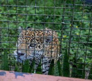 A jaguar peers through a fence at a zoo