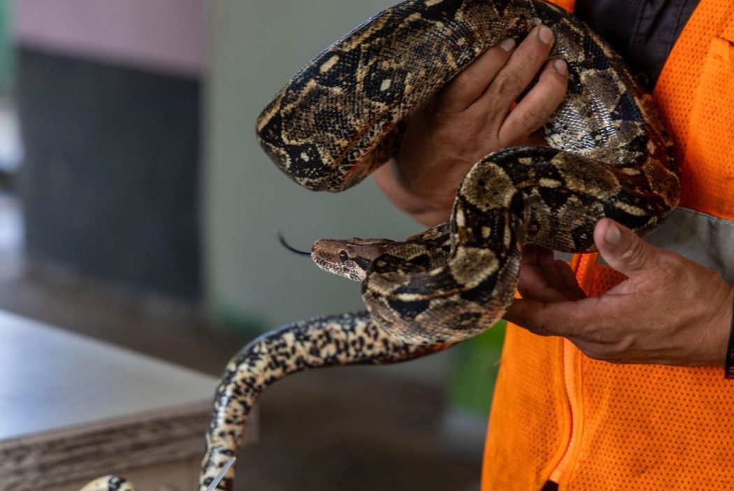 A person in hi-vis holds a snake