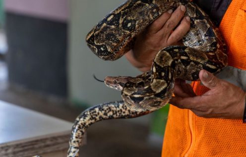 A person in hi-vis holds a snake