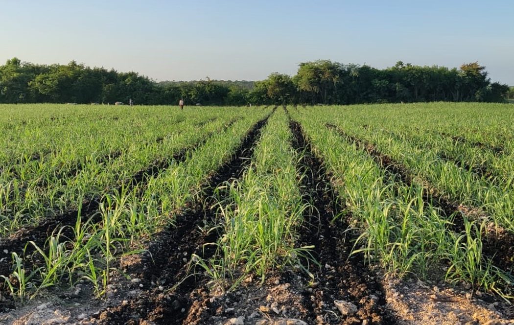 Fields of sugarcane