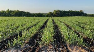 Fields of sugarcane