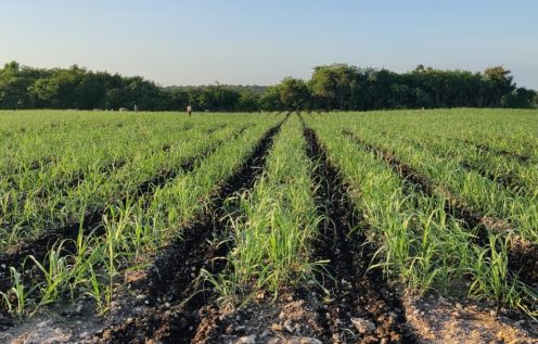 Fields of sugarcane