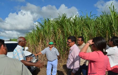 Sugarcane farmers in front of sugarcane fields