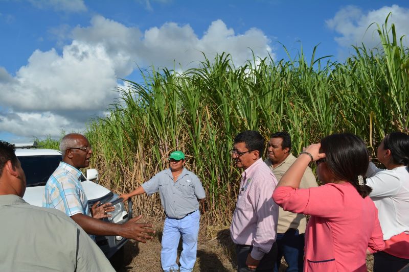 Sugarcane farmers in front of sugarcane fields