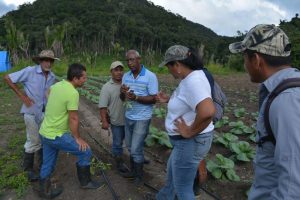 Sugarcane farmers present their fields