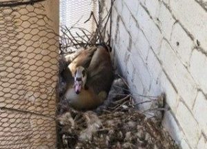 Goose sat a nest at the factory