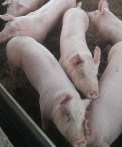 Pigs by a trough