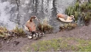 Geese at the Swan Sanctuary
