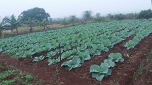 Leafy green vegetables growing in a field